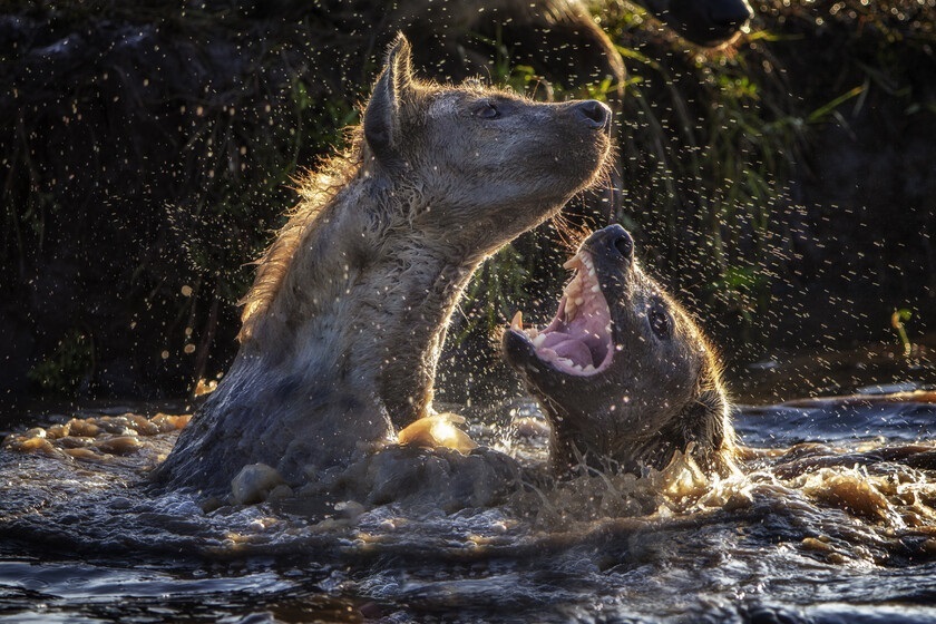 عکس برتر سال: صحنه شکار یک سگ وحشی در طبیعت/ ترجمه