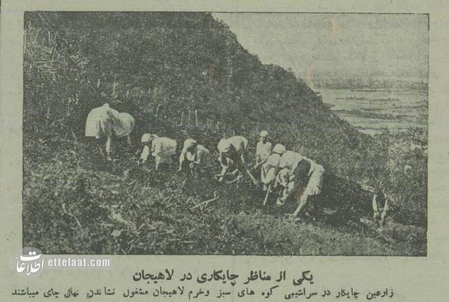 تصاویر؛ چای‌کاری در لاهیجان ۹۰ سال پیش!
